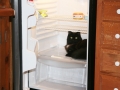 bixbycatscradlefridge