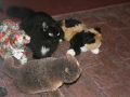 bixbyfakecats