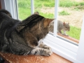 fearlessfredsquirrel