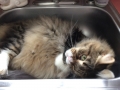 simondrsink