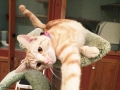 taffylamphere
