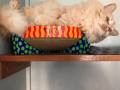 tazpopielarz