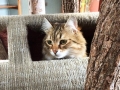tigerkaplafkacathouse
