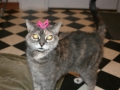 zoeyshutecrown